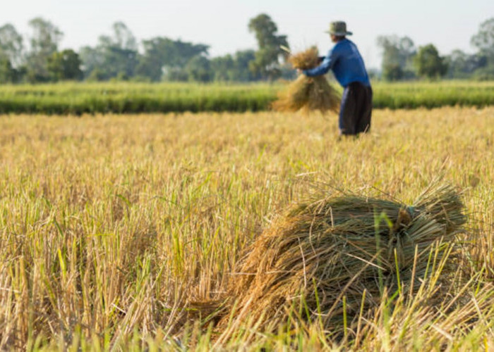 Produksi Beras Sleman Surplus 64.636 Ton di Tahun 2024