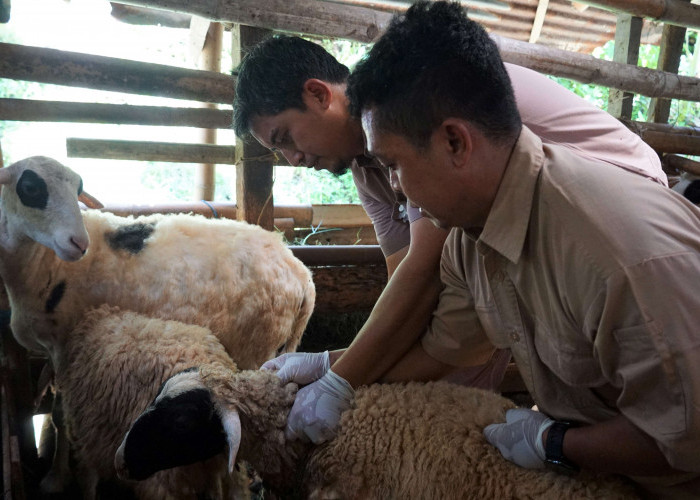 Kasus PMK Naik di DIY, Vaksinasi Sapi dan Domba Dipercepat