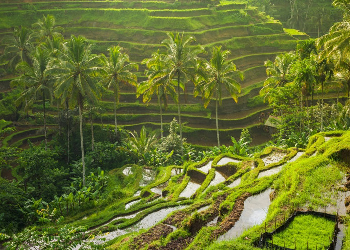 Keindahan yang Menakjubkan, Simak 5 Pilihan Wisata Alam Terbaik Ubud Bali Paling Cocok untuk Refreshing