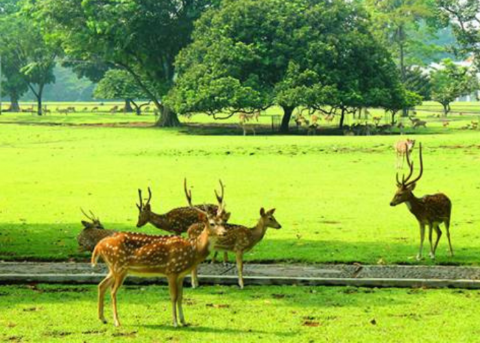 Bogor punya Silent Walking Guna Sembunyikan Diri dari dan Temukan Ketenangan Jiwa
