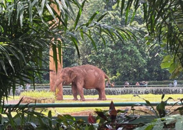 Update Harga Tiket dan Jam Operasional Ragunan, Destinasi Wisata Edukasi Paling Favorit Keluarga