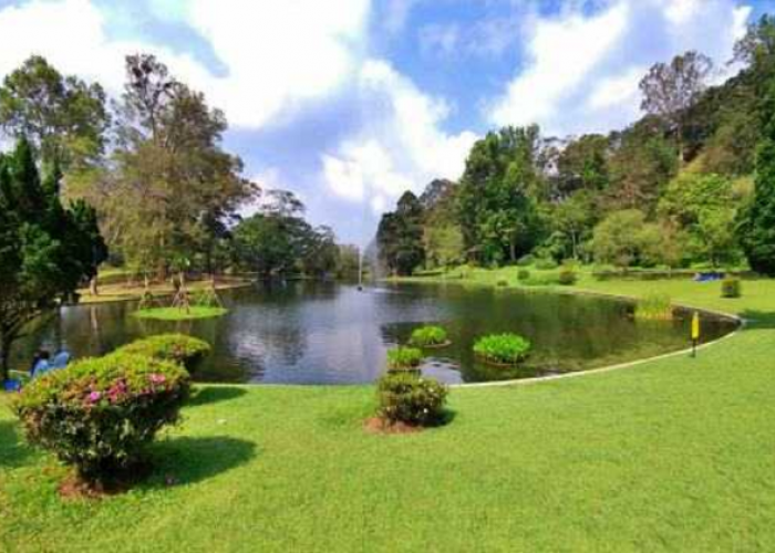 Menyaksikan Keindahan Bunga Sakura Mekar Sempurna di Kebun Raya Cibodas ala Jepang