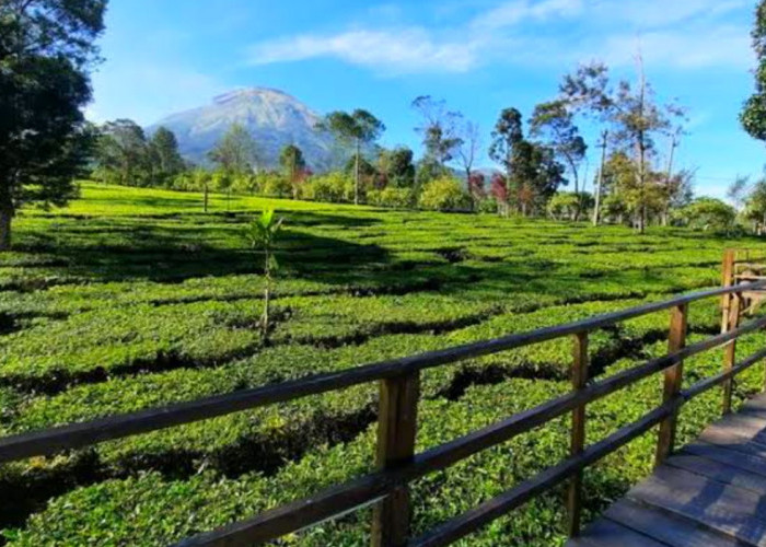 3 Wisata Terbaru 2024 Kebun Teh di Jawa Tengah, Tampilkan Pesona Estetik dan Suasana Sejuk Cek Lokasinya Kuy