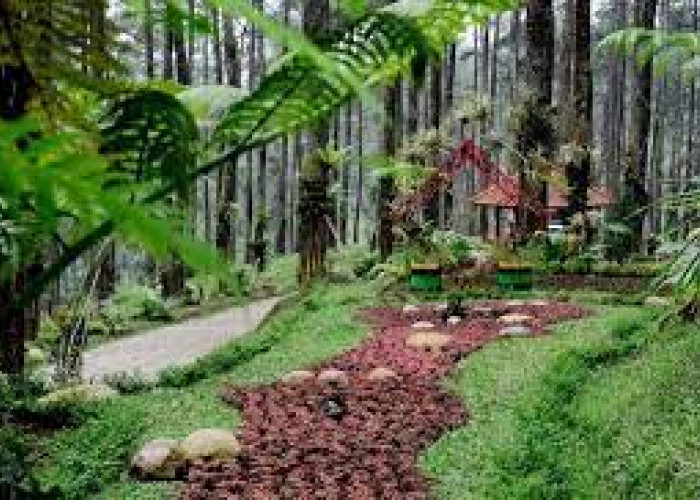 Nuansa Hutan Di Jantung Bandung: Wisata Terbaru 2024, Forest Walk Babakan Siliwangi Bandung Sajikan Keindahan