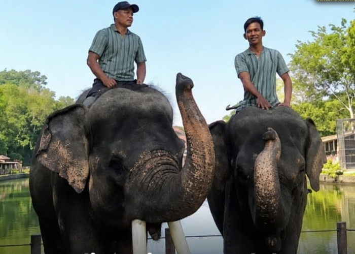 Deo dan Sinta Berangkat dari Jogja, Gembira Loka Tegaskan Translokasi Bukan Sekadar Memindahkan Gajah
