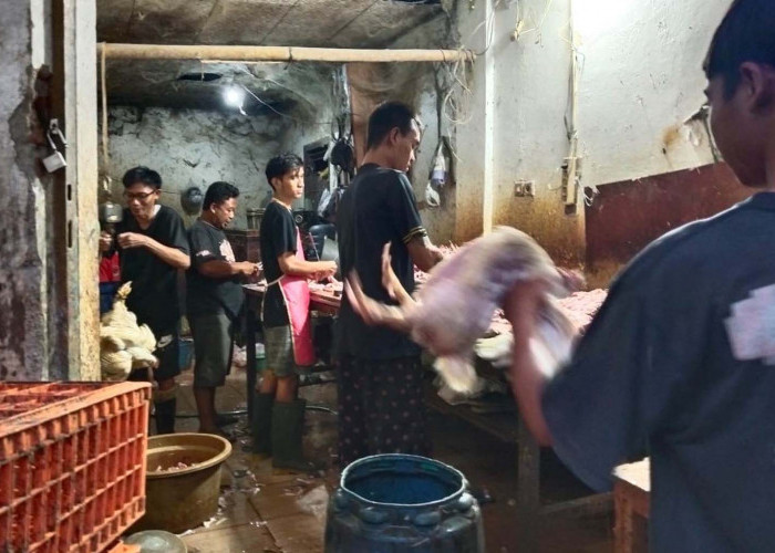 Tempat Potong Hewan dan Unggas di Kota Tegal Wajib Kantongi Sertifikat Halal