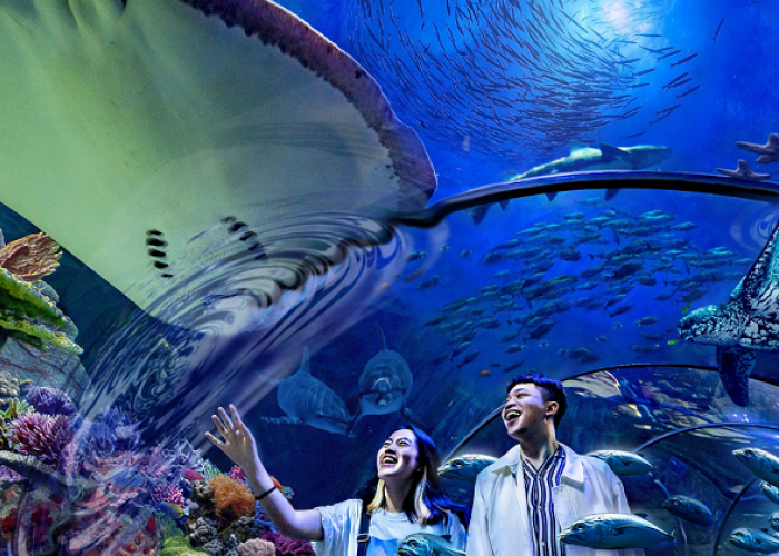 Promo Hari Kemerdekaan Liburan Edukatif Bawah Laut dengan Tiket Masuk Sea World Ancol 