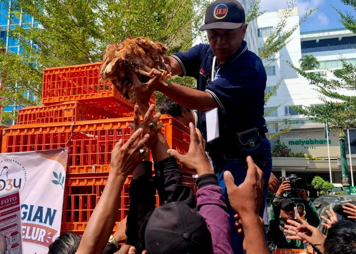 Harga Pakan Melambung, Peternak DIY Bagi-bagi Ribuan Ayam Gratis di DPRD dan Malioboro