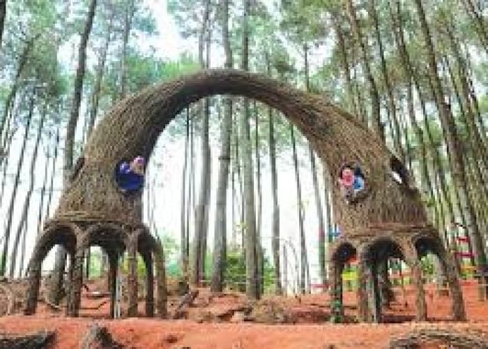 8 Rekomendasi Wisata Hutan Pinus Tempat Liburan Akhir Tahun Di Jogja, Bisa untuk Camping Juga