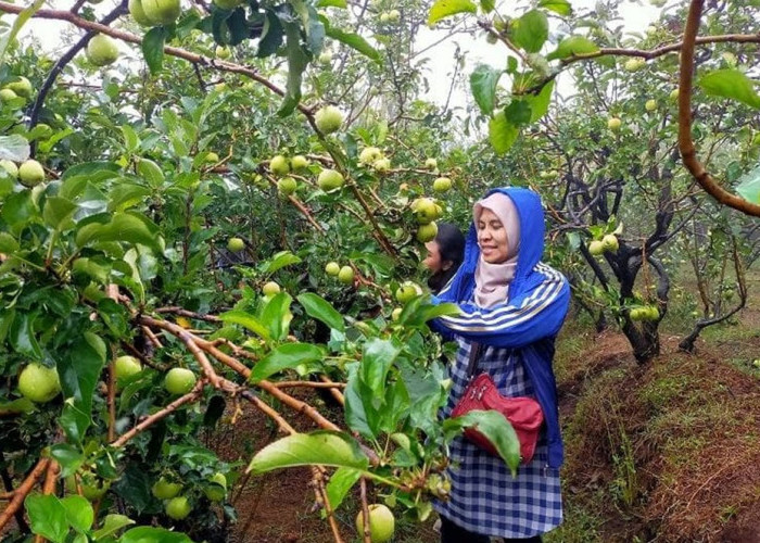 Dijamin Seru! Berikut 5 Destinasi Wisata Petik Apel Malang yang Bisa Jadi Tujuan Liburan Keluarga