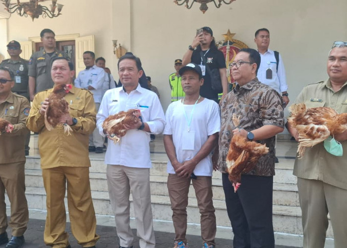 Harga Telur Tak Sampai Rp20 Ribu, DPRD DIY Dorong Penurunan HPP Peternak
