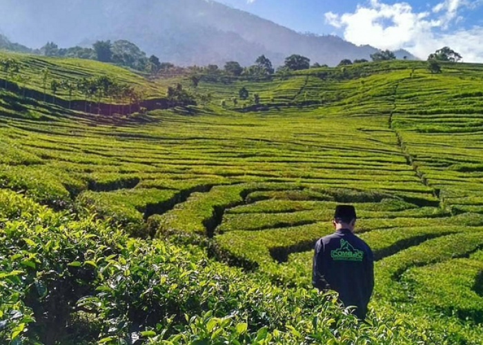 Menajajaki Sisi Romantis Blitar Dari Kesejukan Kebun Teh Sirah Kencong Sampai Keagungan Candi Penataran