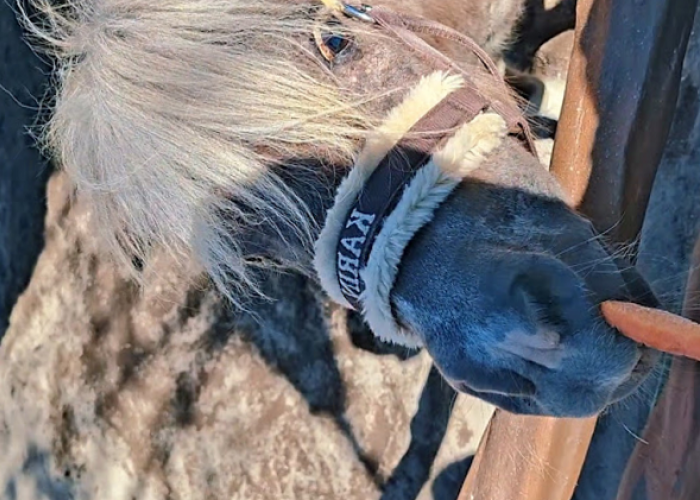 Pony Park Klaten, Sensasi Memberi Makan Satwa Mulai Rp 10 Ribu, Wisata Edukasi Paling Hits 