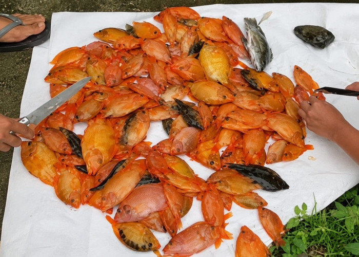 Red Devil Menguasai Waduk Sermo, Surga Ikan Air Tawar yang Kini Tinggal Kenangan