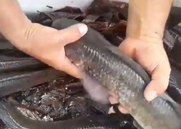 Dari Hobi Mancing hingga Jadi Pengepul Utama, Suwandi Pioner Budidaya Ikan Gabus di Kulon Progo