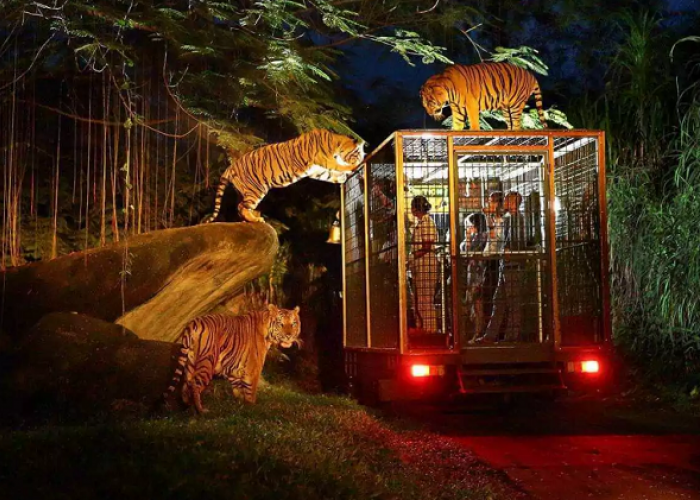Eksotisme Malam di Kota Solo Lewat Wisata Safari Night Adventure dan Safari Raya 