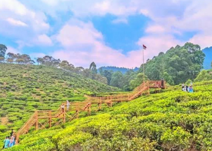 Wisata Terbaru 2024 Kebun Teh Jamus: Pemandangan Indah Lereng Gunung Lawu, Cek Harga Tiketnya