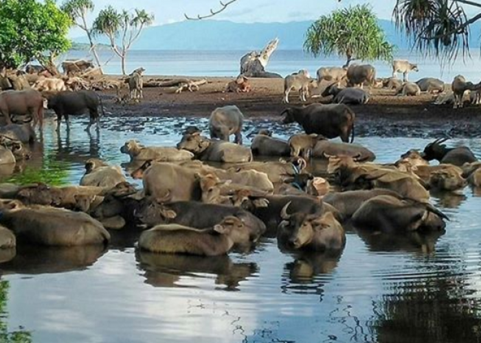 Menikmati Keseruan Liburan Keluarga ini Rekomendasi Wisata Dompu Terbaru