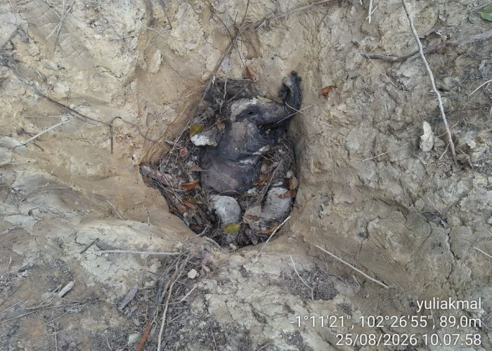 Bayi Gajah Sumatera Ditemukan Mati di Konsesi Perkebunan Karet PT LAJ, Geopix Soroti Perlindungan Habitat
