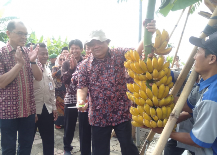 Yogyakarta Punya 333 Varietas Tanaman Pisang, Terlengkap dan Terawat di Indonesia