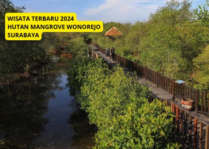 Yuk Jalan Jalan Ke Hutan Mangrove Wonorejo, Wisata Terbaru 2024 Surabaya, Eksotik Membuat Tenang, Cek Disini
