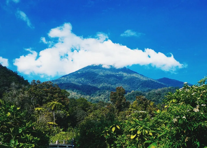 Mengenal Profil Gunung Gede Sebgai Satwa Langka dan Savana Magis