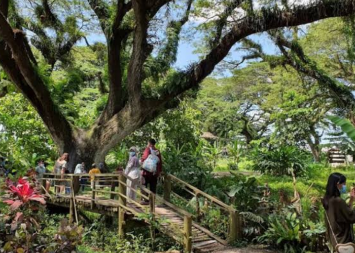 Menjelajah Keindahan Magis Hutan Trembesi Purba di De Djawatan Forest Wisata Banyuwangi 