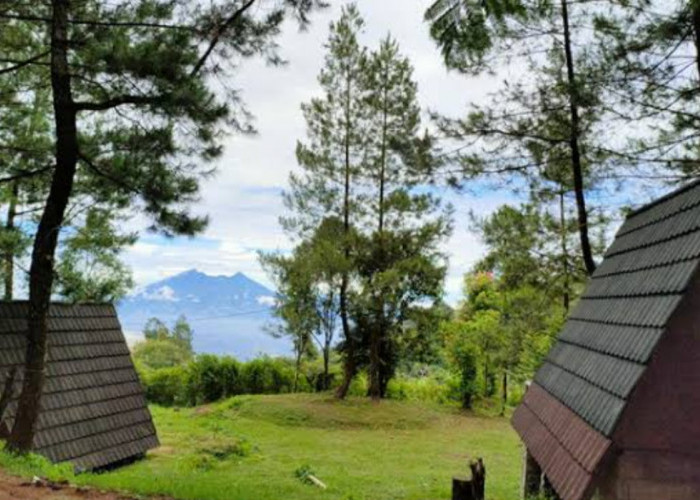 Wisata Terbaru 2024 Bukit Pinus Paseban : Kegiatan Camping Ground Tenangkan Hati