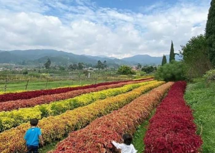 Wisata Terbaru 2024 Happy Farm Ciwidey: Pesona, Tiket Masuk dan Jam Buka