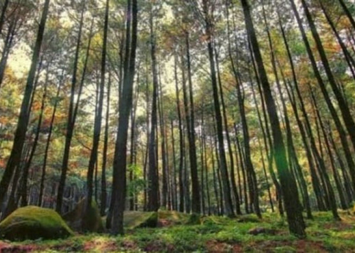 Jelajahi Hutan Pinus Gemaharjo, Pesona Alam Wisata Terbaru 2024 yang Menawan