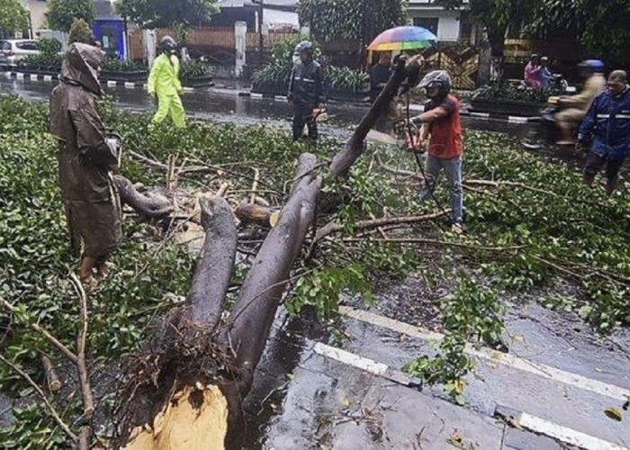 PJU di Yogyakarta Rusak Akibat Pohon Tumbang, Pemkot Lakukan Tindakan Cepat