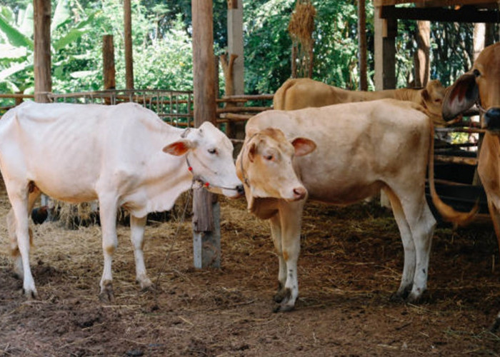 Akibat Kasus PMK, Aktivitas Jual Beli Sapi di Bantul Sempat Berhenti Sejenak