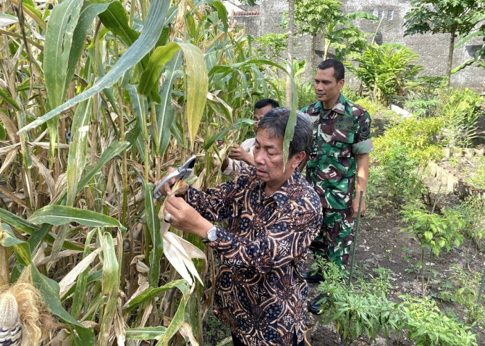 Warga Nyutran Panen Jagung Pulut di Lahan Kota Yogyakarta, Bisa Jadi Bahan Pangan Alternatif Ketahanan Pangan