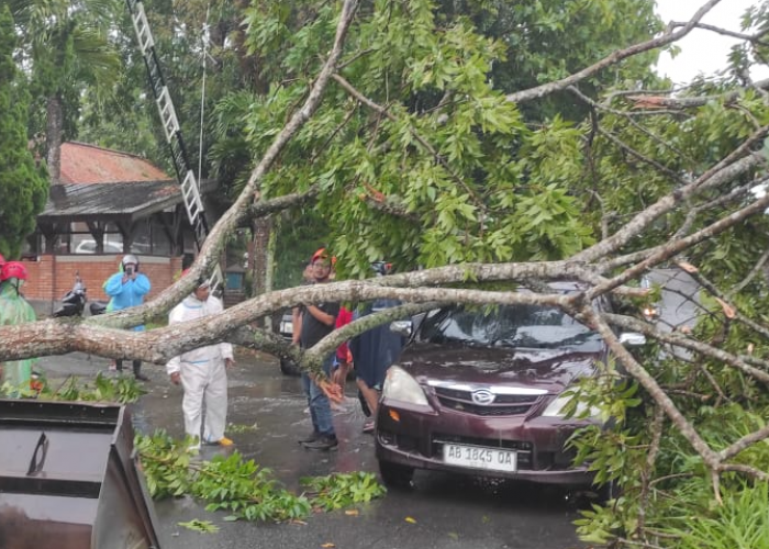 Hujan Lebat dan Angin Kencang Terjang Sleman, Puluhan Pohon Tumbang di Pakem dan Cangkringan