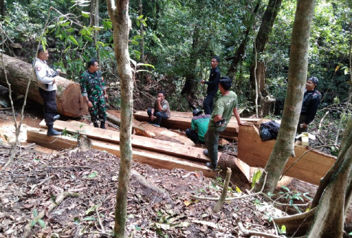Jangan Dibiarkan, Illegal Logging di Sumbawa Marak