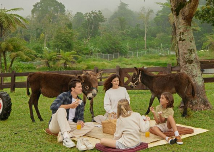 Wisata Hits Bali Farm House 2026, Ini Harga Tiket Terbaru, dan Tips Ketemu Alpaca