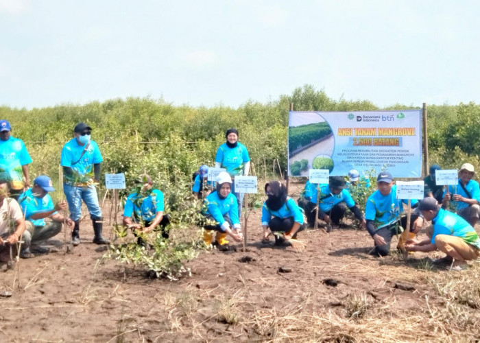 Cegah Abrasi, KEHATI dan BTN Kompak Tanam 7.500 Mangrove di Tiga Pesisir Indonesia Termasuk Kaliwlingi Brebes