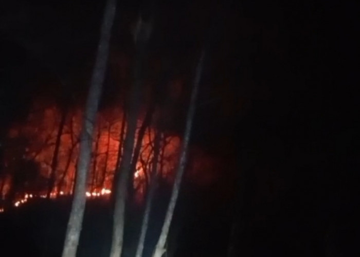 Kebakaran Hutan Selopamioro Terjadi di Dua Titik, Api Sempat Menyala hingga Tengah Malam
