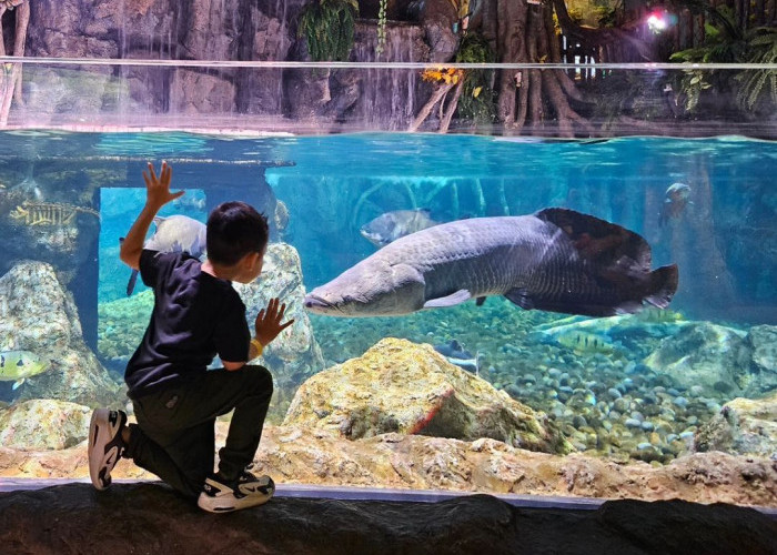 Butuh Rekomendasi Liburan Estetik? 8 Wisata Terbaru 2024 Aquarium Terbaik di Indonesia, Simak Ulasannya DIsini