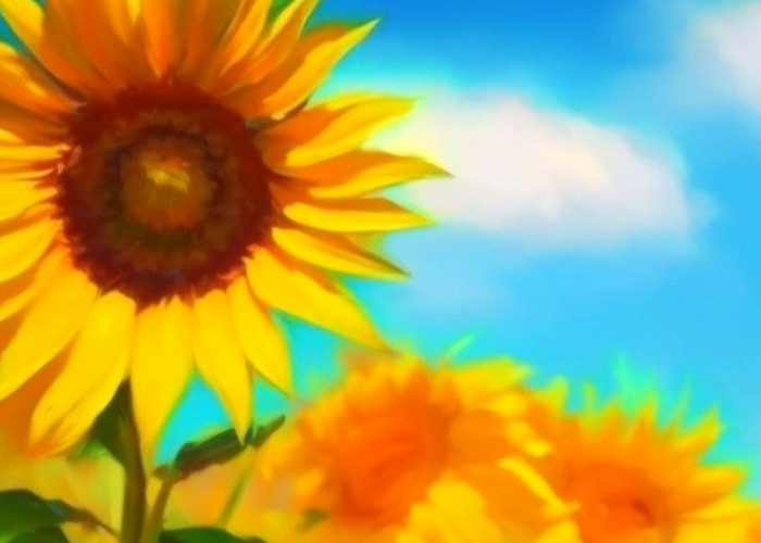 Bukan Cuma Antioksidan: 6 Manfaat Ajaib Minyak Bunga Matahari untuk Tubuhmu!