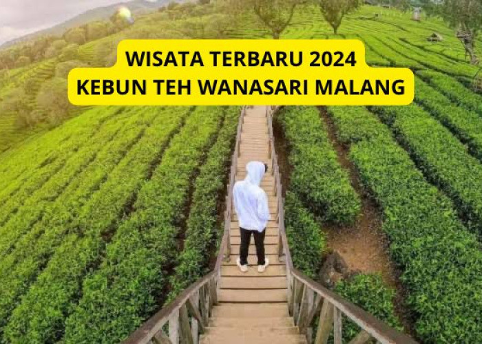 Pesona Cantik Kebun Teh Wonosari Malang: Wisata Terbaru 2024, Lokasi, Daya Tarik, Harga Tiket, serta Aktivitas