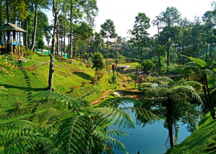 Pesona Panorama Luas dan Spot Instagramable di Kebun Teh Pagilaran Batang