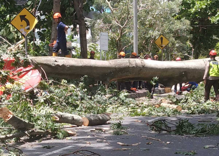 Randu 20 Meter Tumbang di Notonegoro Sleman, Ayah–Anak Warga Balikpapan Tewas