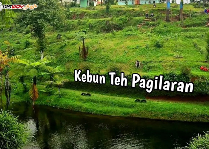 Gemes, Wisata Terbaru 2024 Kebun Teh Pagilaran Batang Pesona Alamnya Bikin Hati Adem Simak Tips Lengkapnya