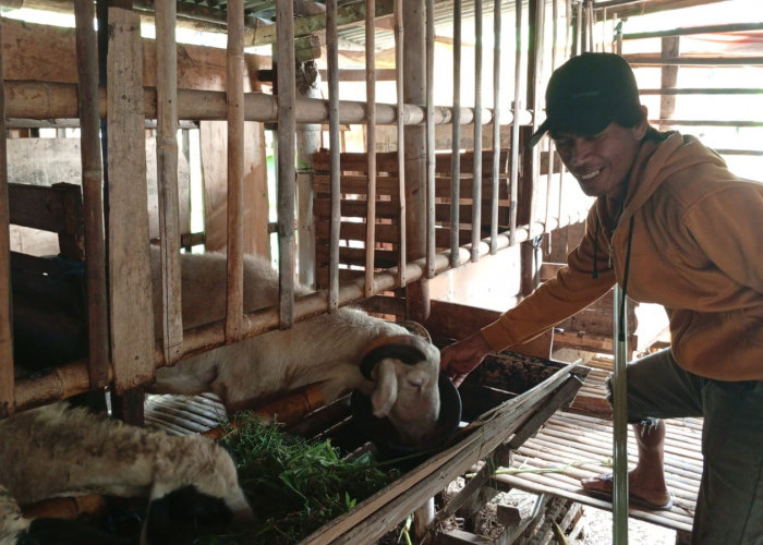 Musim Kemarau, Rumput Segar Lebih Susah Didapat, Kulit Gori Jadi Andalan Pakan Domba