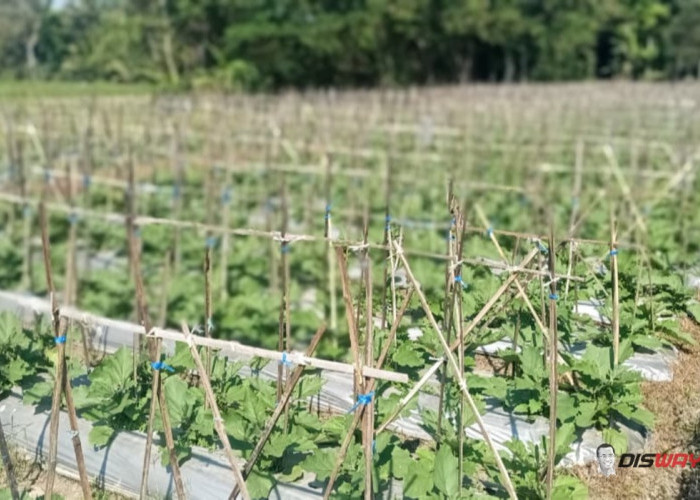 Petani Wukirsari Manfaatkan Tanah Vulkanik Cangkringan untuk Budidaya Terong, Ini Saran Pengelolaan Lahannya