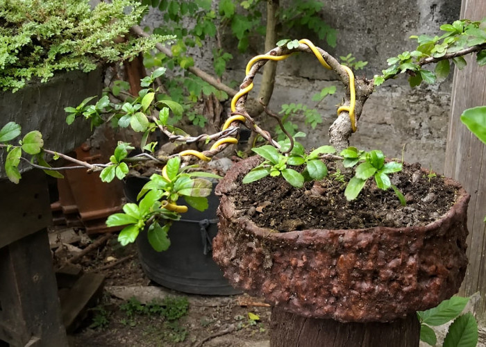 Barang Bekas Disulap Jadi Karya Artistik, Warga Sleman Ciptakan Pot Bonsai dan Air Terjun Mini Bernilai Jual
