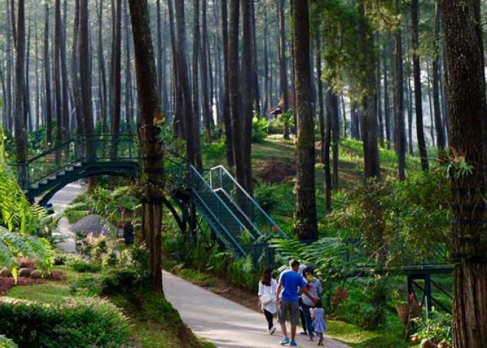 Wisata Alam Orchid Forest Cikole Lembang 2026 di Tengah Hutan Pinus yang Instagenic