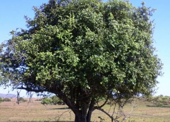 Tidak Banyak Orang Mengetahuinya! Ini Dia 5 Jenis Pohon Bidara Yang Punya Seribu Manfaat