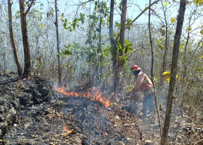 Musim Kemarau 2026, 49 Kali Kebakaran Lahan Terjadi di Gunungkidul, 48,5 Lahan Hektare Terdampak